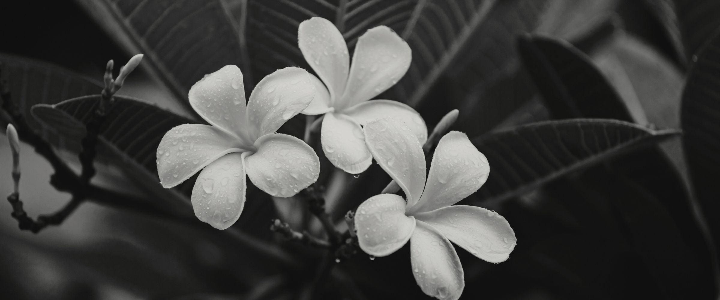 The Sacred Blossom | Bali